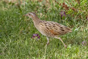 Images Dated 2nd May 2009: Corncrake, Crex crex