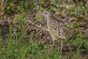 Images Dated 2nd May 2009: Corncrake, Crex crex