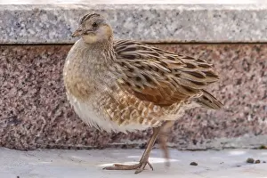 Images Dated 2nd May 2009: Corncrake, Crex crex