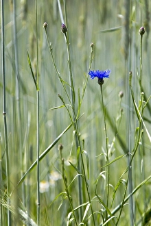 Cyanus Prints: Cornflower, Centaurea cyanus