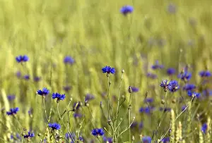 Cyanus Prints: Cornflower, Centaurea cyanus