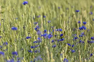 Cyanus Prints: Cornflower, Centaurea cyanus