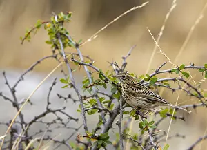 Images Dated 6th March 2006: Correndera Pipit, Anthus correndera