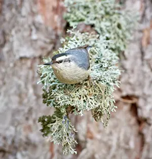 Images Dated 24th May 2023: Corsican Nuthatch, Sitta whiteheadi