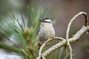 Images Dated 24th May 2023: Corsican Nuthatch, Sitta whiteheadi