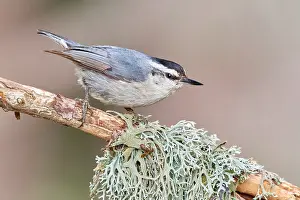 Images Dated 24th May 2023: Corsican Nuthatch, Sitta whiteheadi