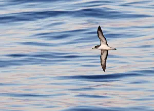 2018 Prints: Cory's Shearwater, Calonectris diomedea borealis