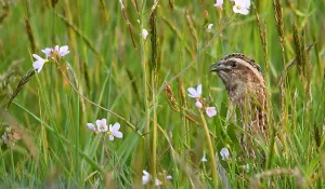 Images Dated 3rd May 2023: Coturnix coturnix