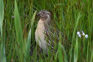 Images Dated 3rd May 2023: Coturnix coturnix