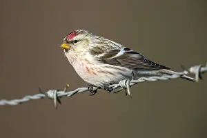 Canal Prints: Coues Arctic Redpoll, Witstuitbarmsijs, Acanthis hornemanni exilipes
