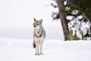 Yellowstone Prints: coyote