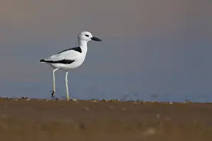 Shorebirds Prints: Crab-plover