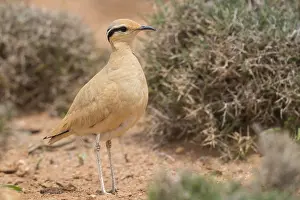 Birdwatching Prints: Cream-colored Courser, Cursorius cursor