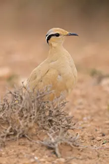 Birdwatching Prints: Cream-colored Courser, Cursorius cursor