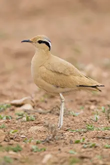 Birdwatching Prints: Cream-colored Courser, Cursorius cursor