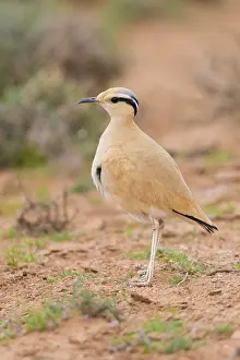 Birdwatching Prints: Cream-colored Courser, Cursorius cursor