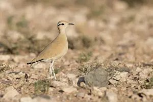 Images Dated 27th April 2018: Cream-colored Courser, Cursorius cursor