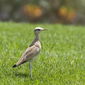 Eerste Zomer Prints: Cream-coloured Courser, Renvogel, Cursorius cursor
