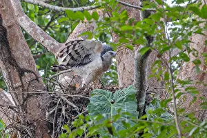 Powerful Prints: Crested Eagle, Morphnus guianensis