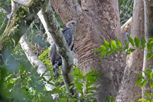 Panama Prints: Crested Eagle, Morphnus guianensis