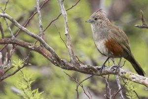Images Dated 30th November 2023: Crested Gallito, Rhinocrypta lanceolata