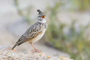 Alaudidae Prints: Crested Lark