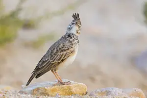 Alaudidae Prints: Crested Lark