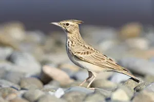 Alaudidae Prints: Crested Lark