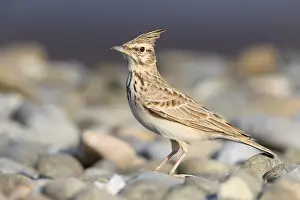Alaudidae Prints: Crested Lark