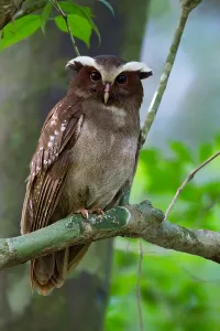 Images Dated 6th December 2009: Crested Owl