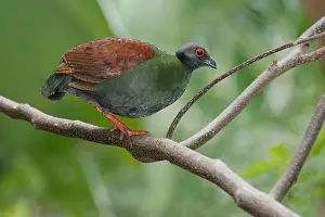 Images Dated 29th October 2010: Crested Partridge (Rollulus rouloul)