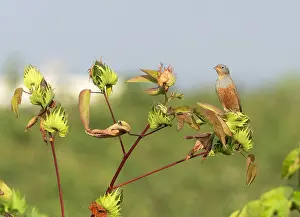 : Cretzschmar's Bunting, Emberiza caesia