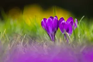 Blooming Prints: Crocus