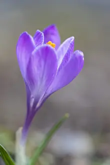 2019 Prints: Crocus neapolitanus