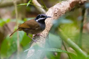 Images Dated 26th October 2010: Crossley's Vanga, Mystacornis crossleyi