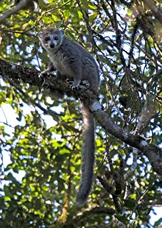 Coronatus Prints: Crowned lemur, Eulemur coronatus