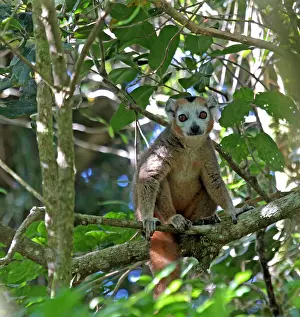 Coronatus Prints: Crowned lemur, Eulemur coronatus