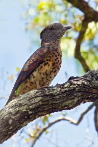 2010 Prints: Cuckoo Roller, Leptosomus discolor