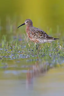 Shorebirds Prints: Curlew Sandpiper