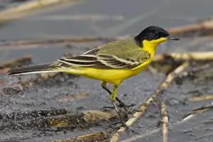 Feldegg Prints: Cutrettola testanera; Black-headed Wagtail; Motacilla flava feld