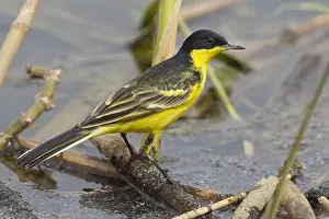 Feldegg Prints: Cutrettola testanera; Black-headed Wagtail; Motacilla flava feld