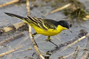 Feldegg Prints: Cutrettola testanera; Black-headed Wagtail; Motacilla flava feld
