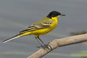 Feldegg Prints: Cutrettola testanera; Black-headed Wagtail; Motacilla flava feld