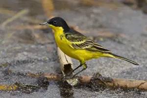 Feldegg Prints: Cutrettola testanera; Black-headed Wagtail; Motacilla flava feld