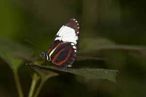2012 Prints: Cydno Longwing, Heliconius cydno