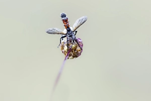 Tachinidae Prints: Cylindromyia interrupta