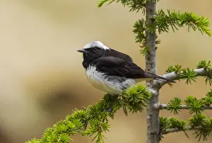 Cypriaca Prints: Cyprus Wheatear, Cyprustapuit, Oenanthe cypriaca