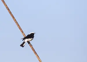 Cypriaca Prints: Cyprus Wheatear, Oenanthe cypriaca