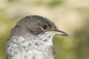 : Cyprusgrasmus, Cyprus Warbler, Sylvia melanothorax