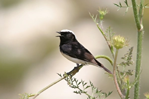Cypriaca Prints: Cyprustapuit, Cyprus Wheatear, Oenanthe cypriaca